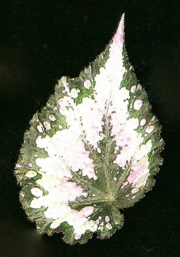 B. ‘Shilo’